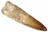 Fossil Spinosaurus Tooth - Real Dinosaur Tooth #346309-1